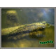 KATRAN MIMICKER 10M 25LB CAMO GREEN
